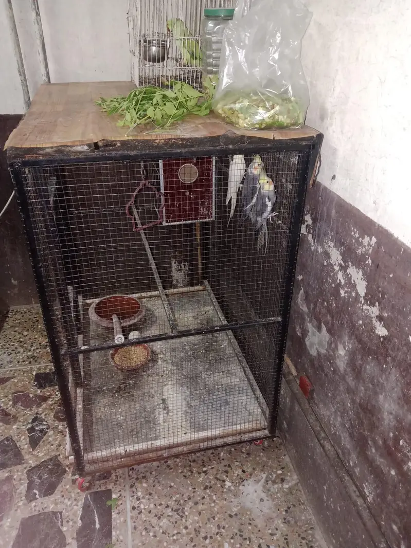 parrots and cage for sell — photo 3