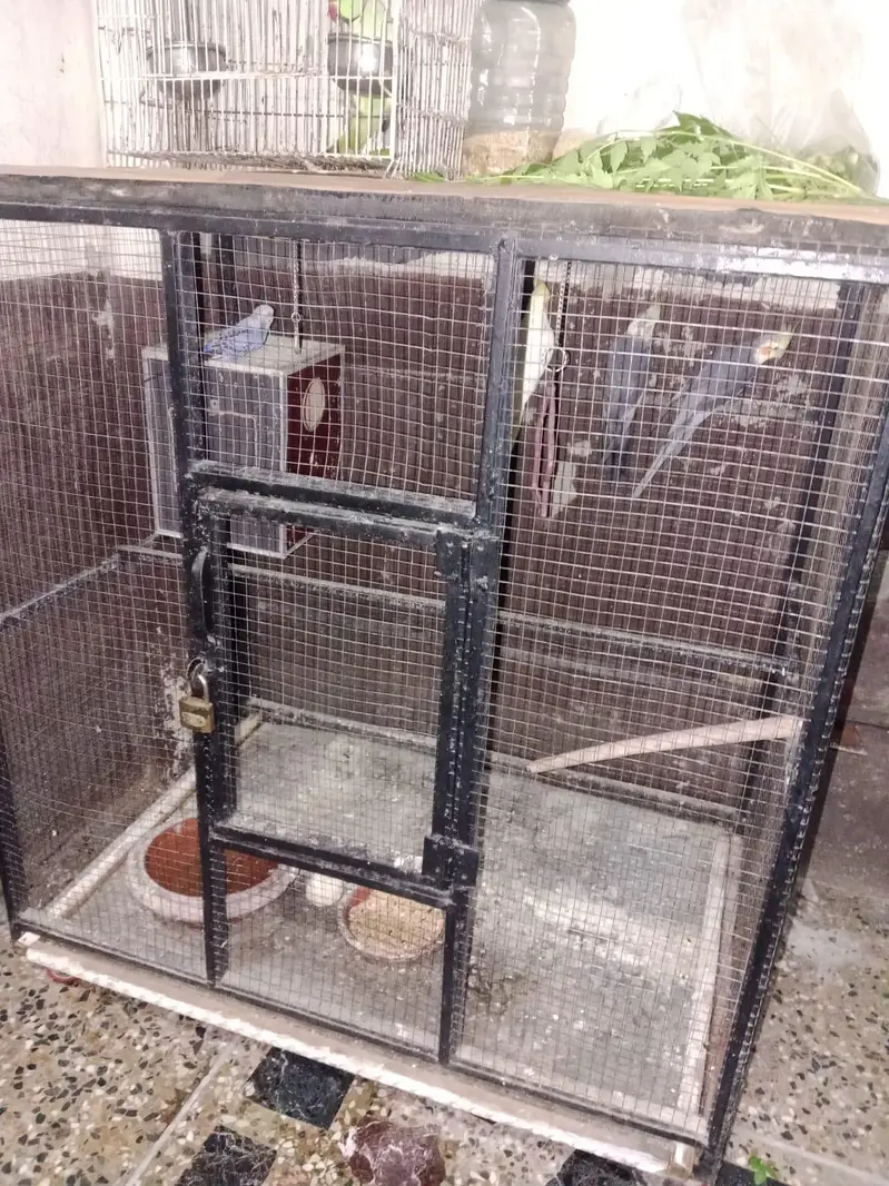 parrots and cage for sell — photo 4