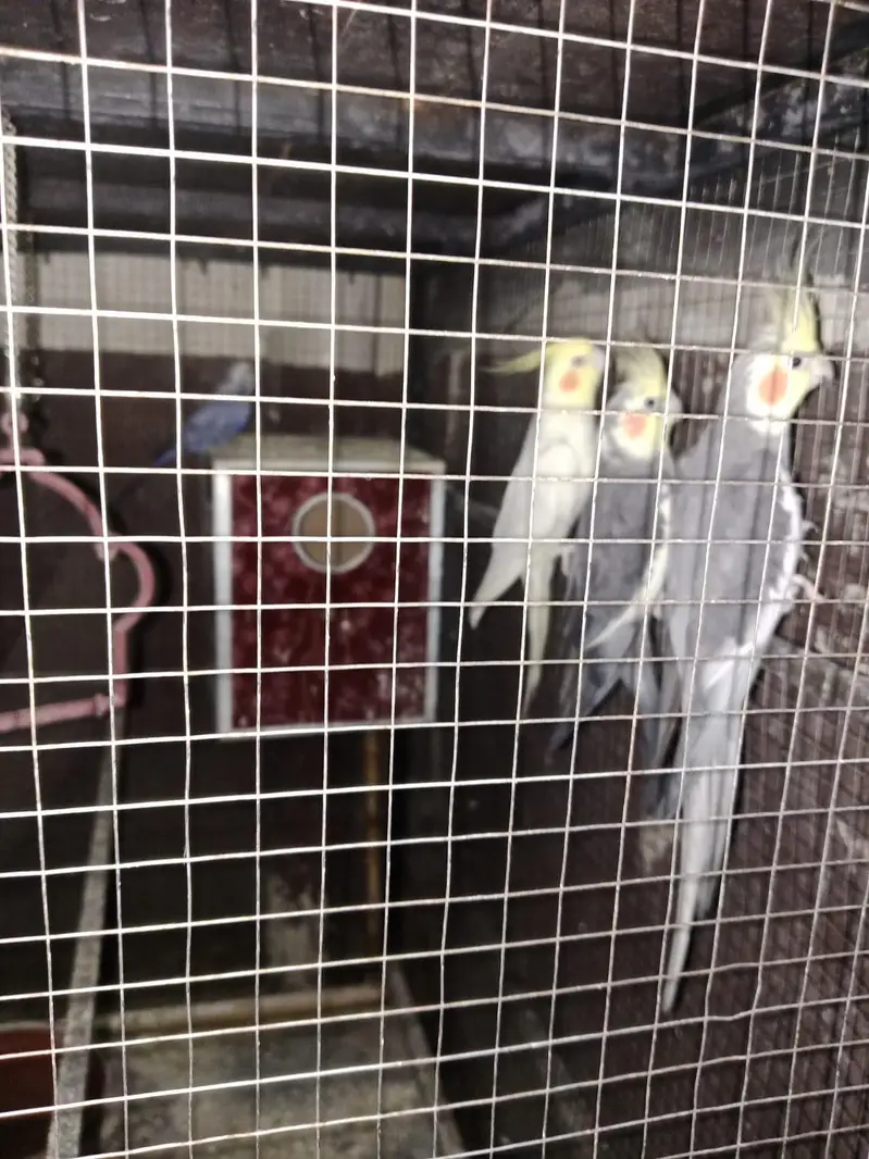 parrots and cage for sell — photo 5