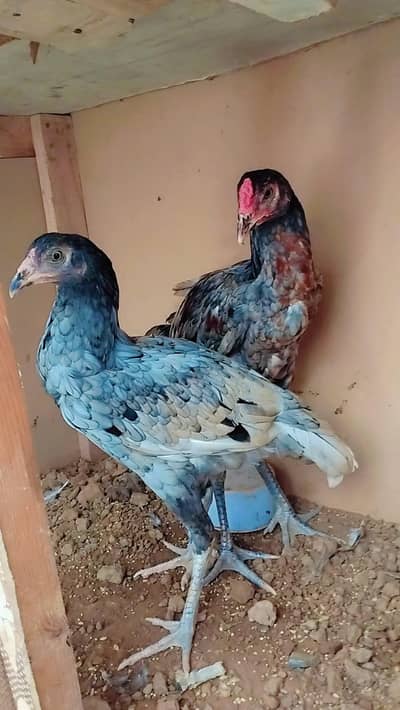 lasani pair