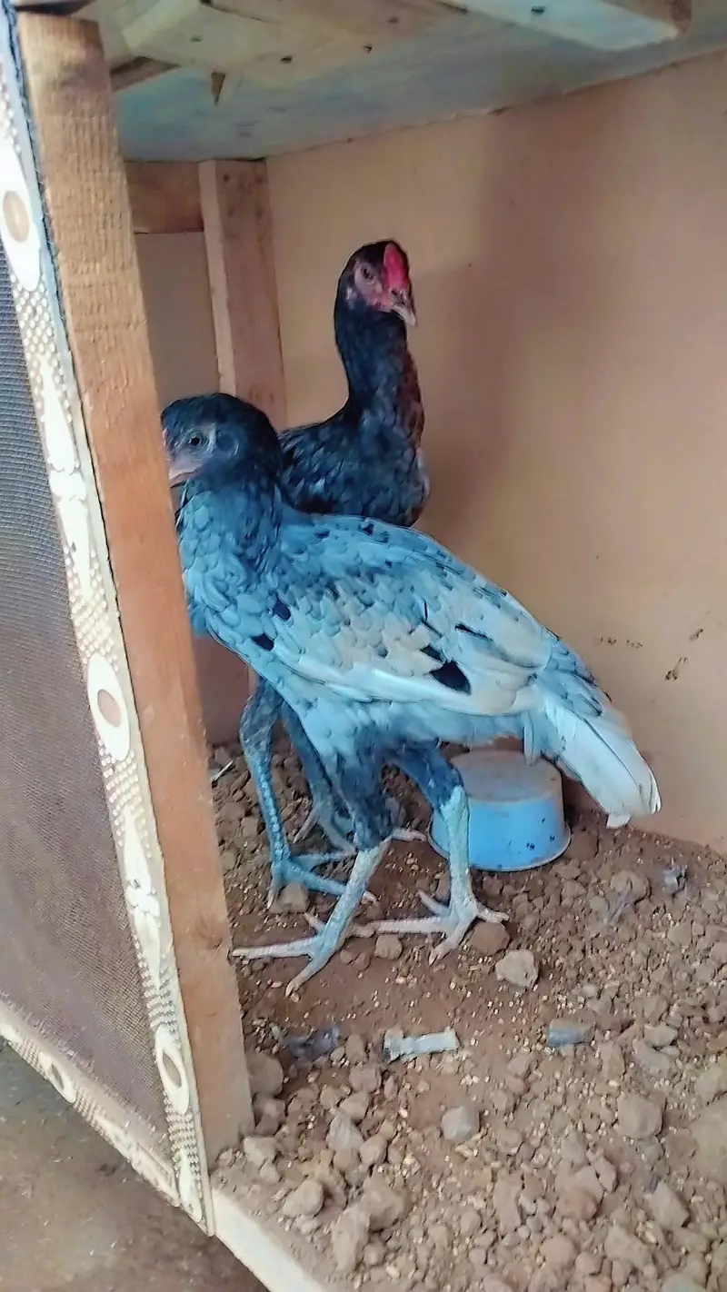 lasani pair — photo 2