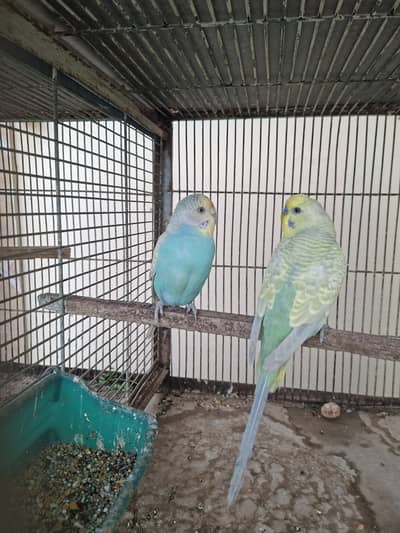 Rainbow budgie
