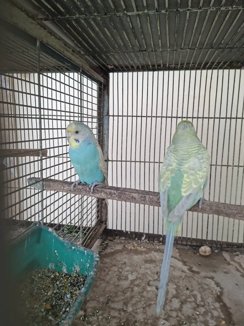Rainbow budgie — photo 2