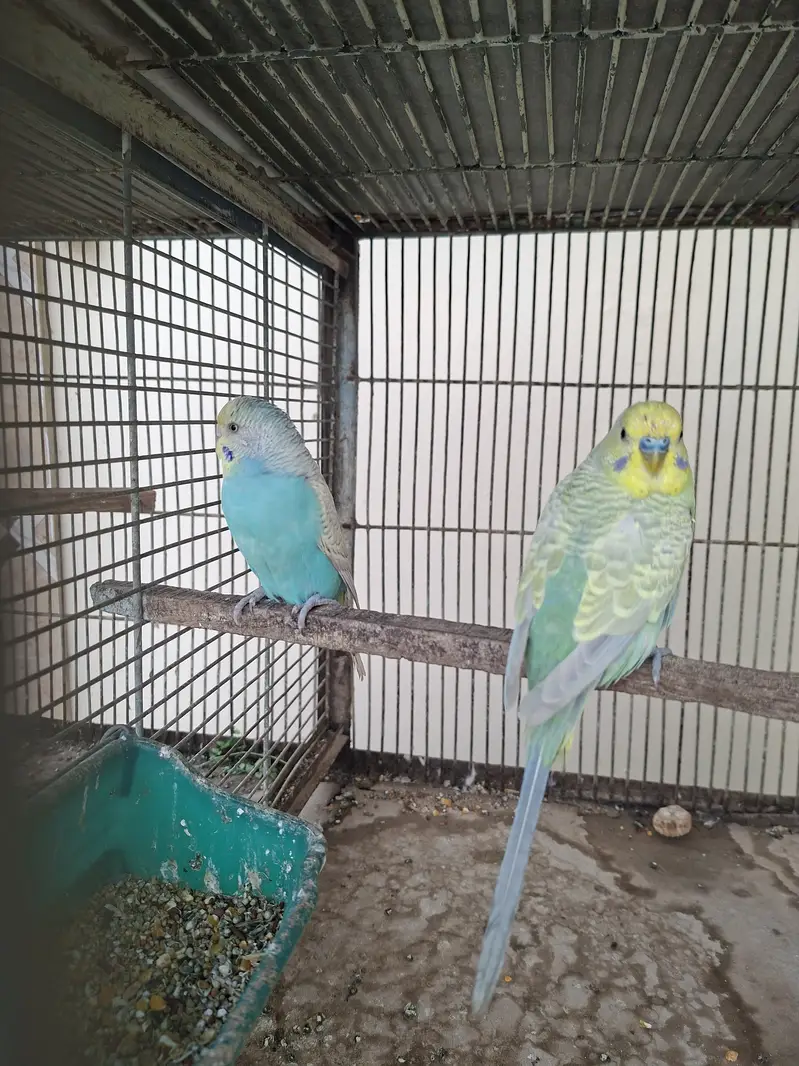 Rainbow budgie — photo 3