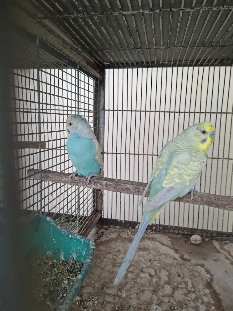 Rainbow budgie — photo 4