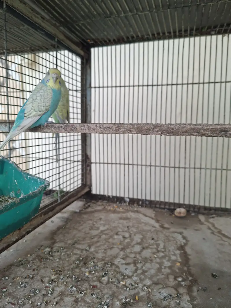 Rainbow budgie — photo 5