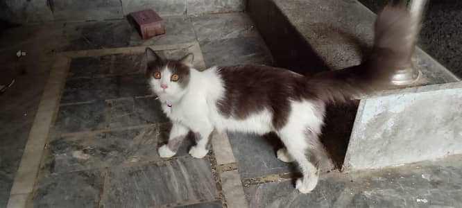 Turkish van Parisian cat triple Coat pair