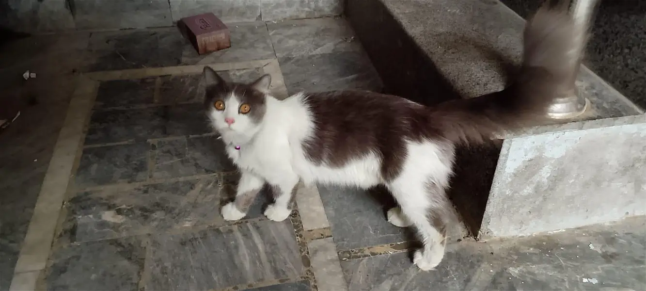 Turkish van Parisian cat triple Coat pair — photo 2