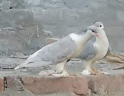 pigeons