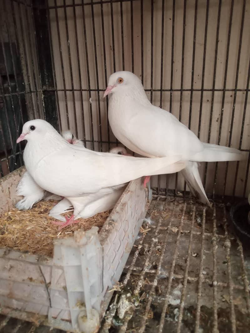 Pair with chicks 0