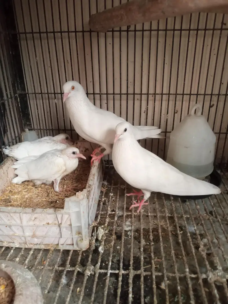 Pair with chicks — photo 2