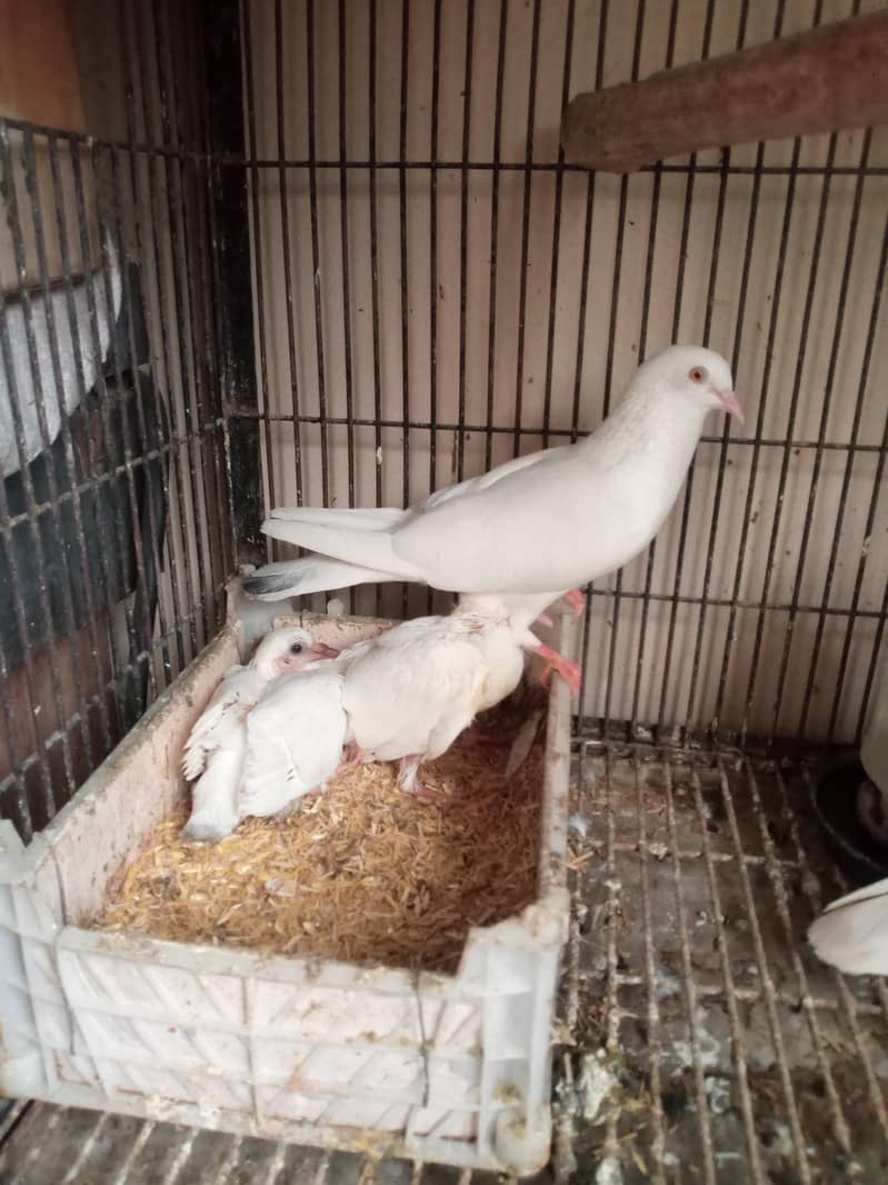 Pair with chicks 2