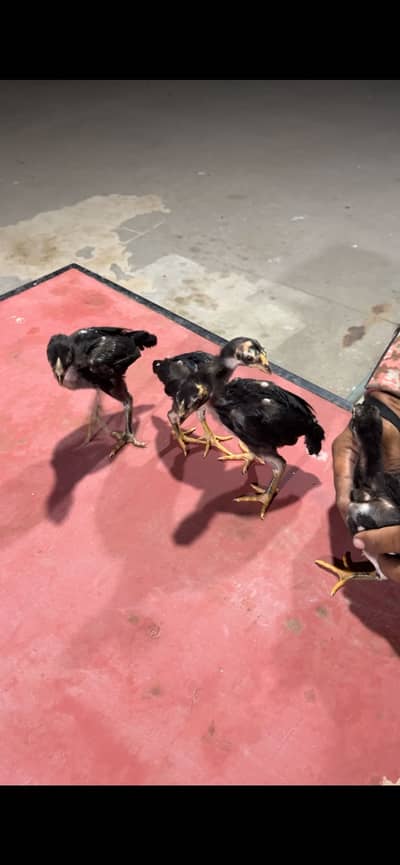 Chicks available