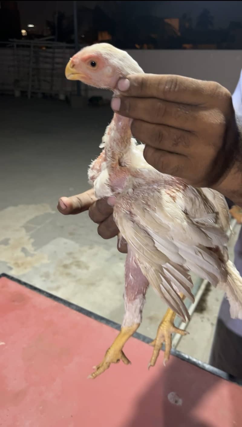 Chicks available 1