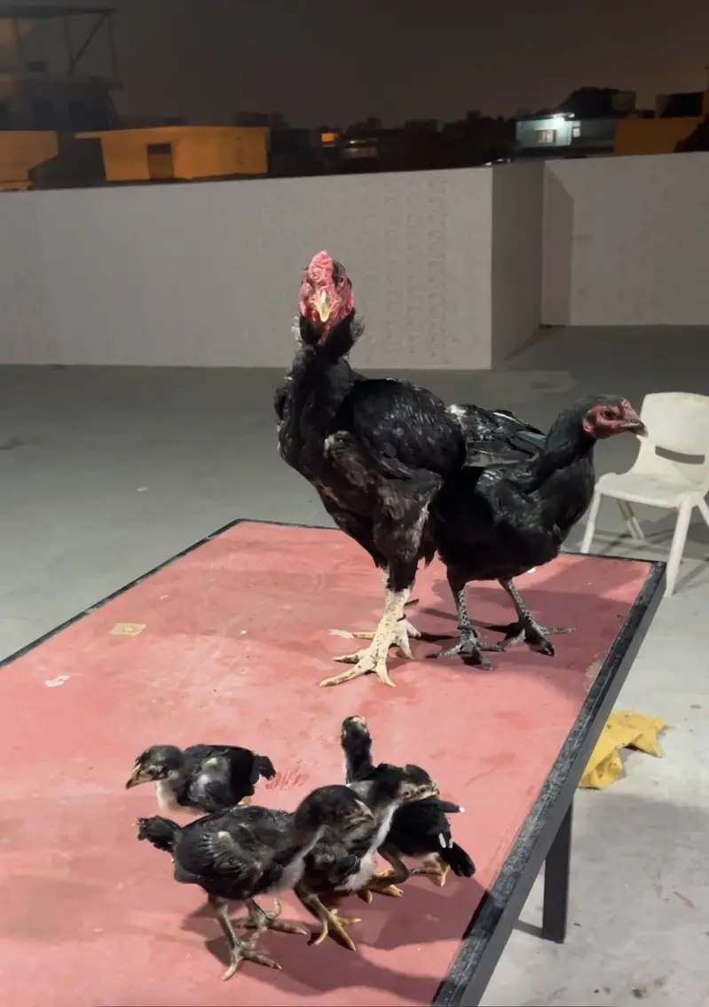 Chicks available — photo 3