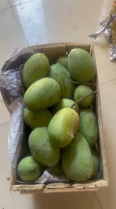 Fresh Season Mangoes - 20kg Boxes - Rawalpindi