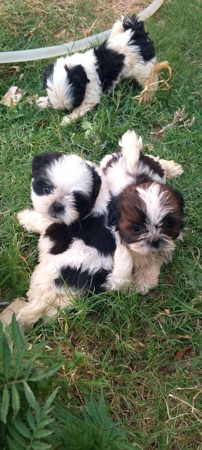 shihtzu puppies