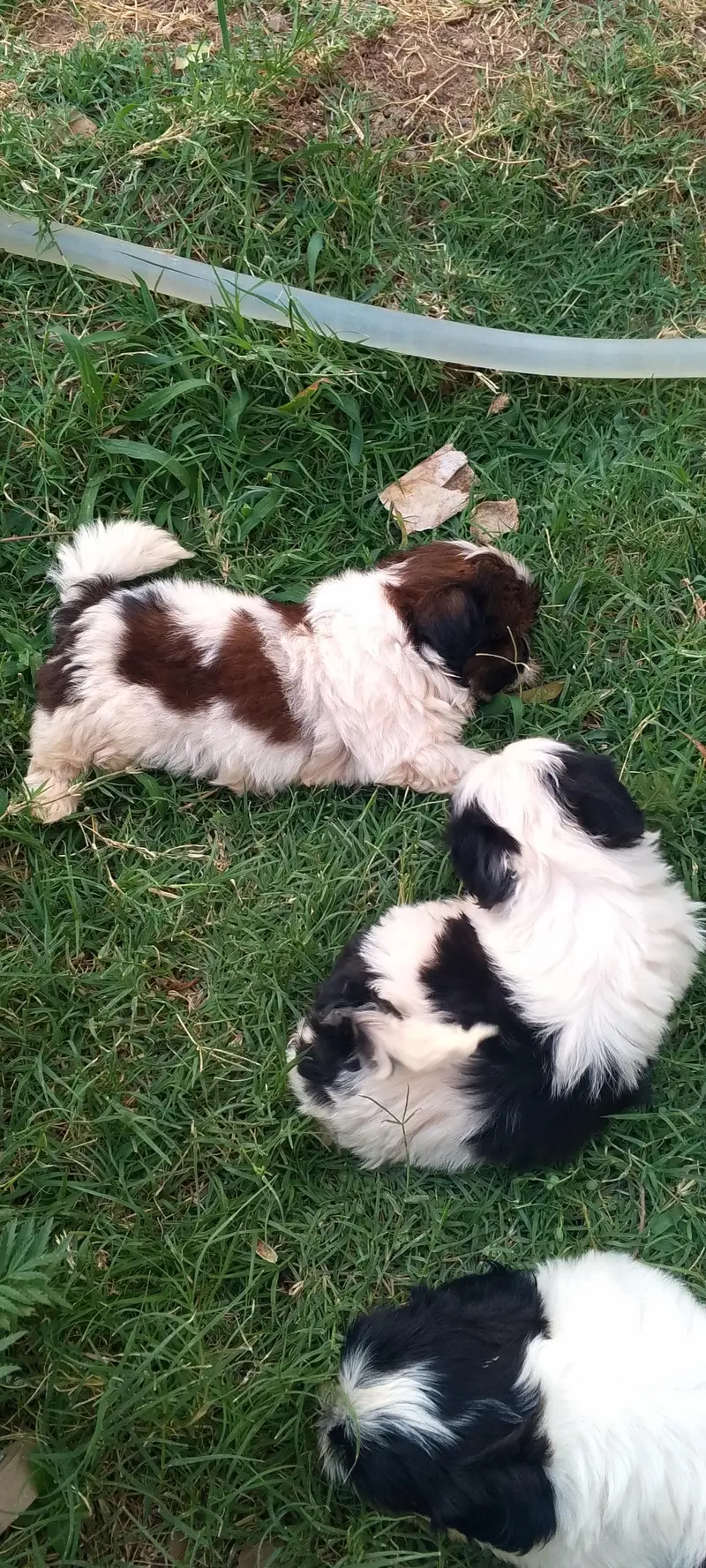 shihtzu puppies — photo 3
