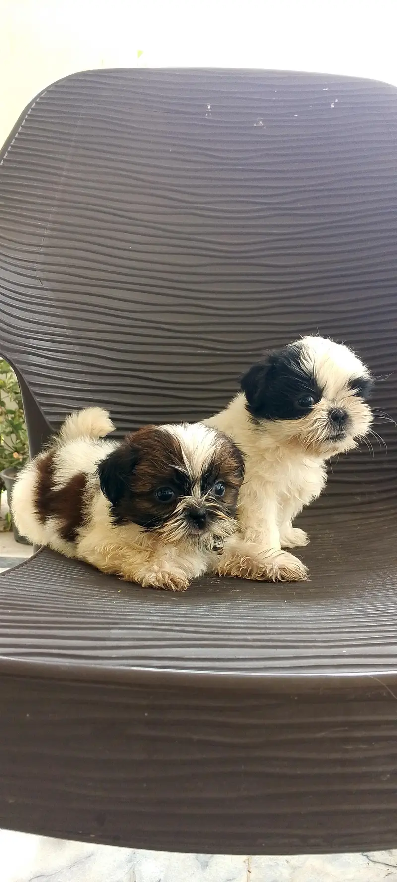 shihtzu puppies — photo 4
