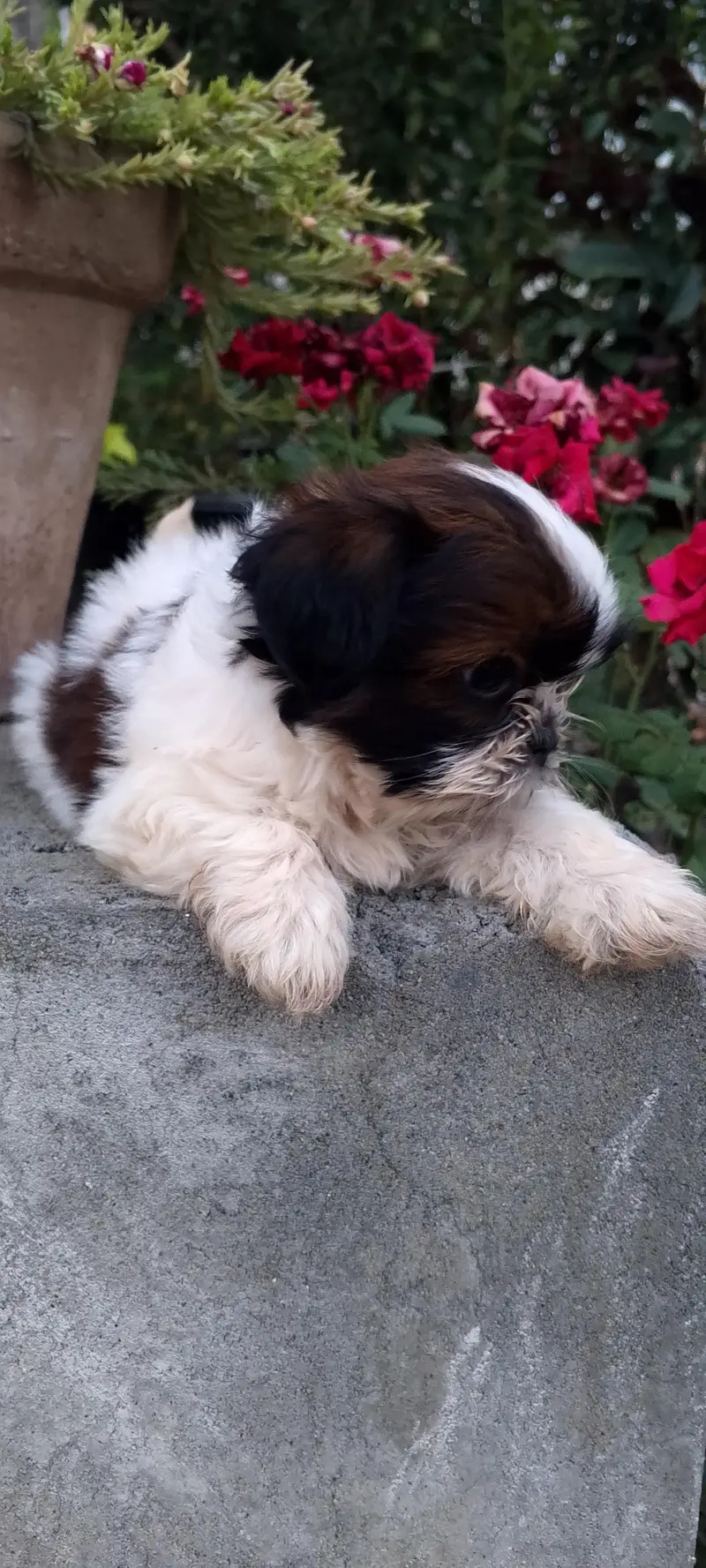 shihtzu puppies — photo 5