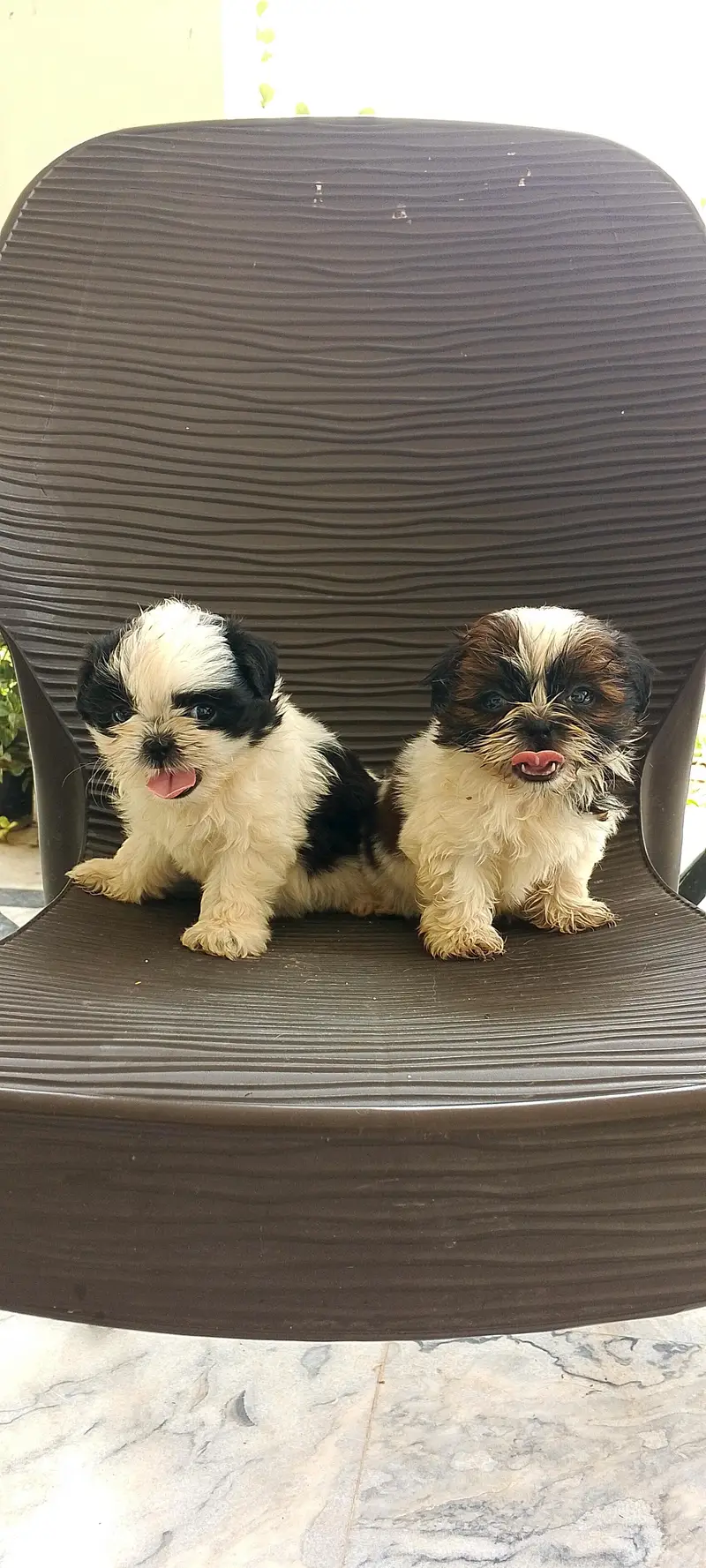 shihtzu puppies — photo 6
