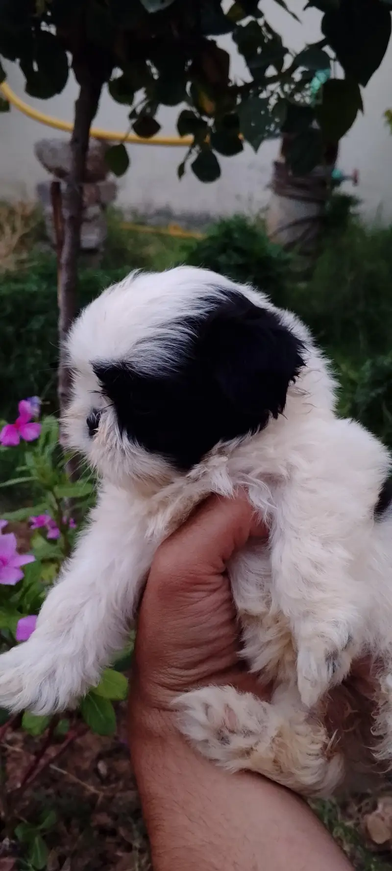 shihtzu puppies — photo 7