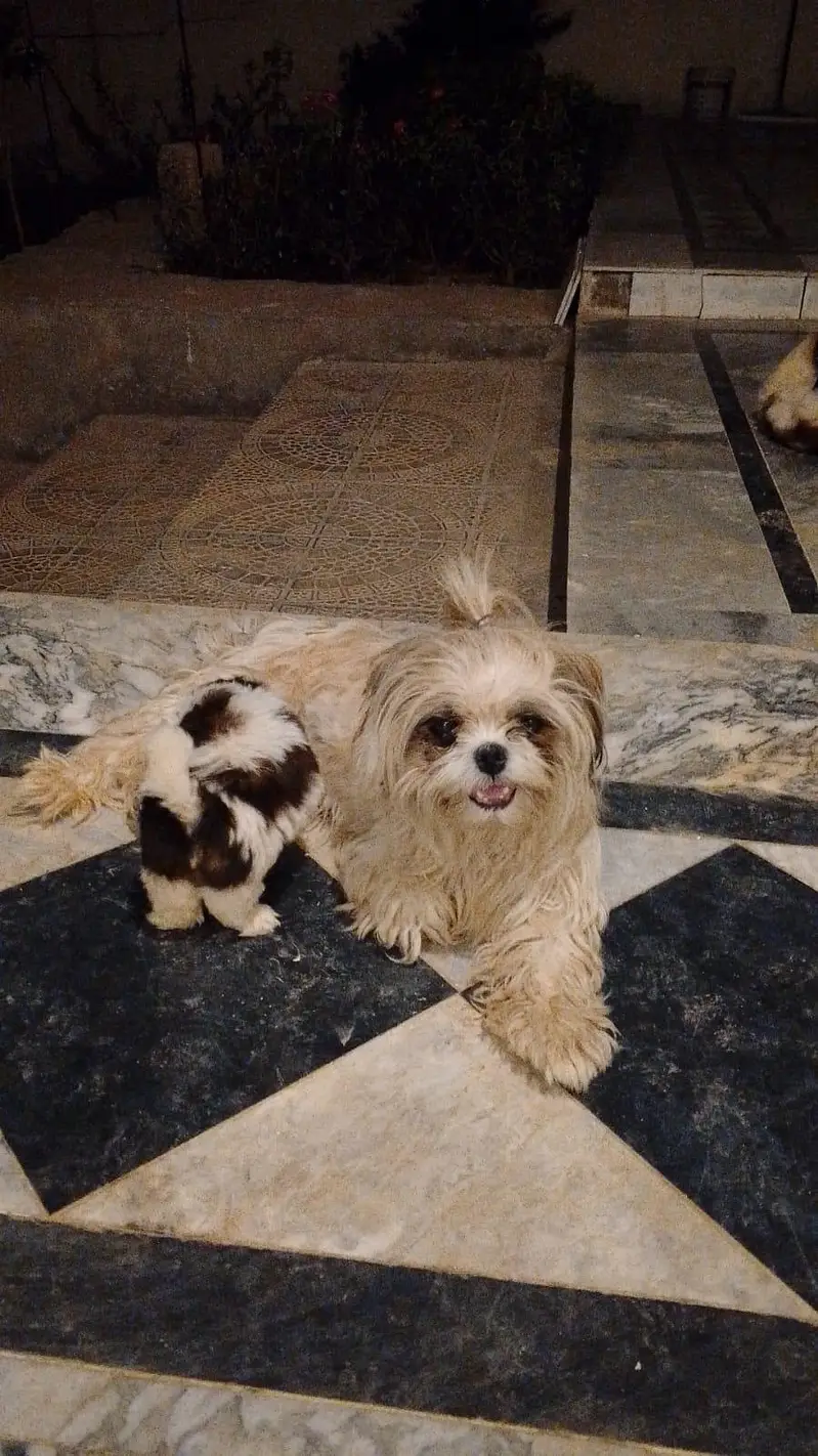 shihtzu puppies — photo 8