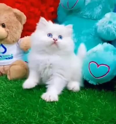Person Female kitten for sale Whatsapp Number 0370//3659//941