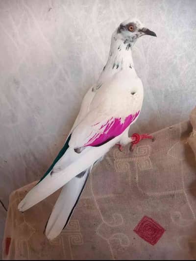 Arslan