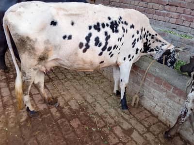 cow With wachi