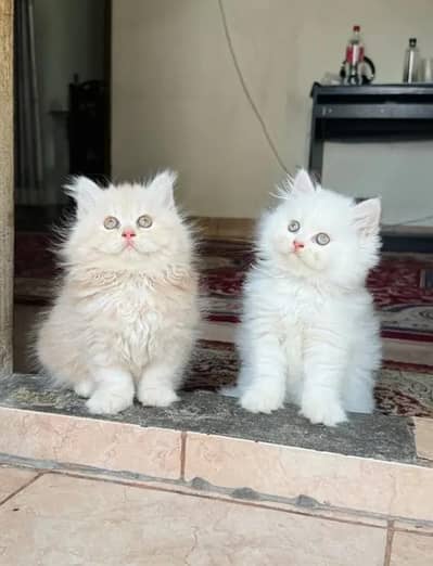Person Female kitten for sale Whatsapp Number 0370//3659//941