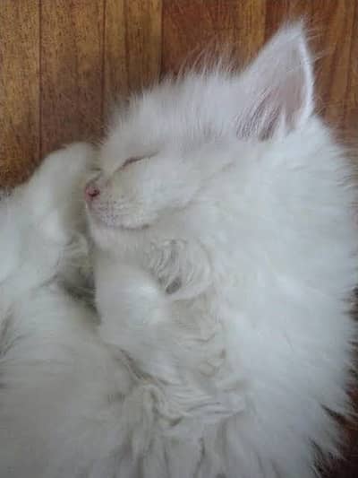 Persian kitten 40 days