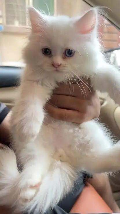 Persian kitten 40 days — photo 2