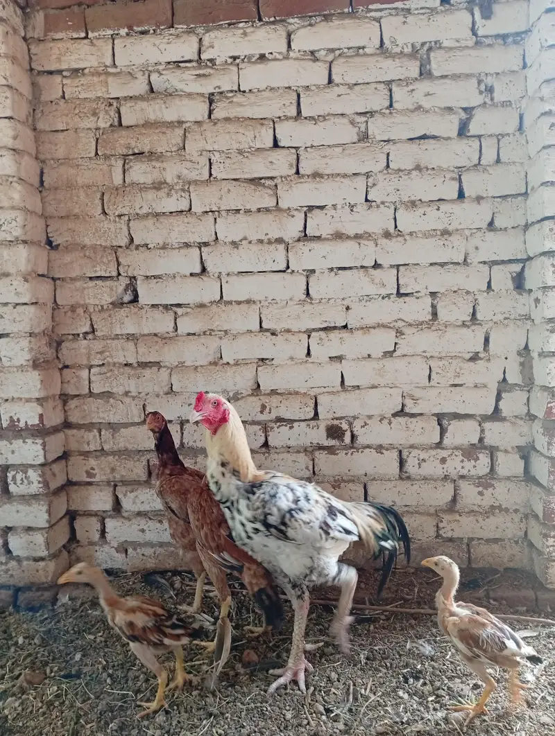 aseel — photo 9