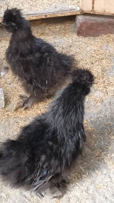 black silkie pair