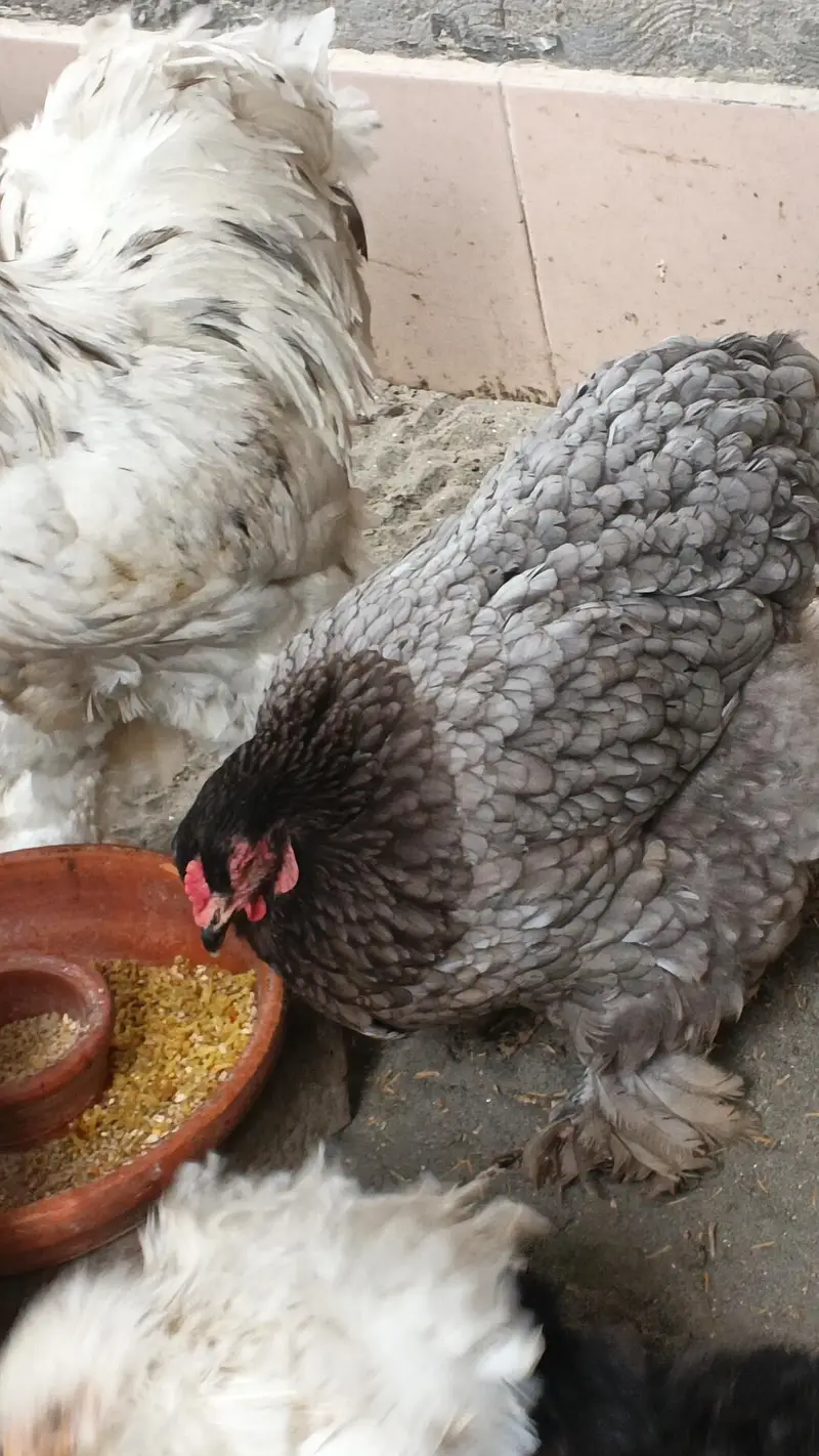 black silkie pair — photo 2