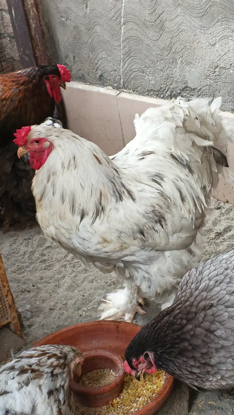 black silkie pair — photo 3