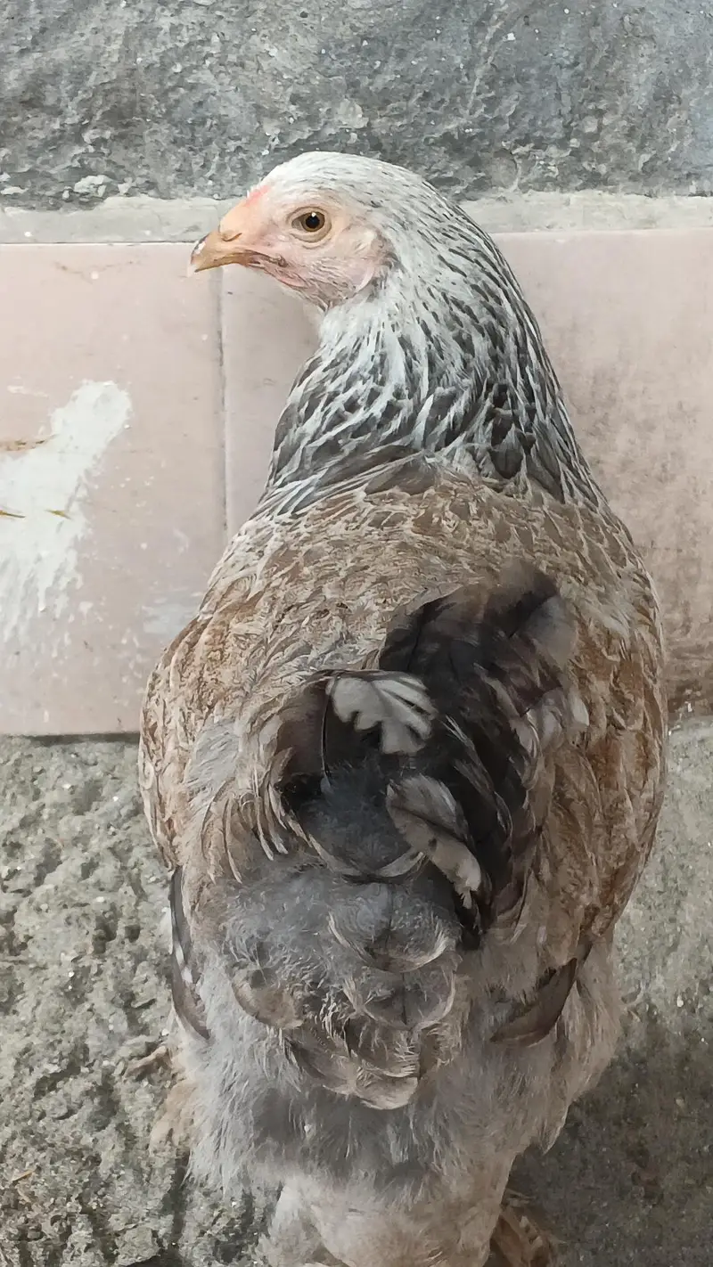 black silkie pair — photo 5