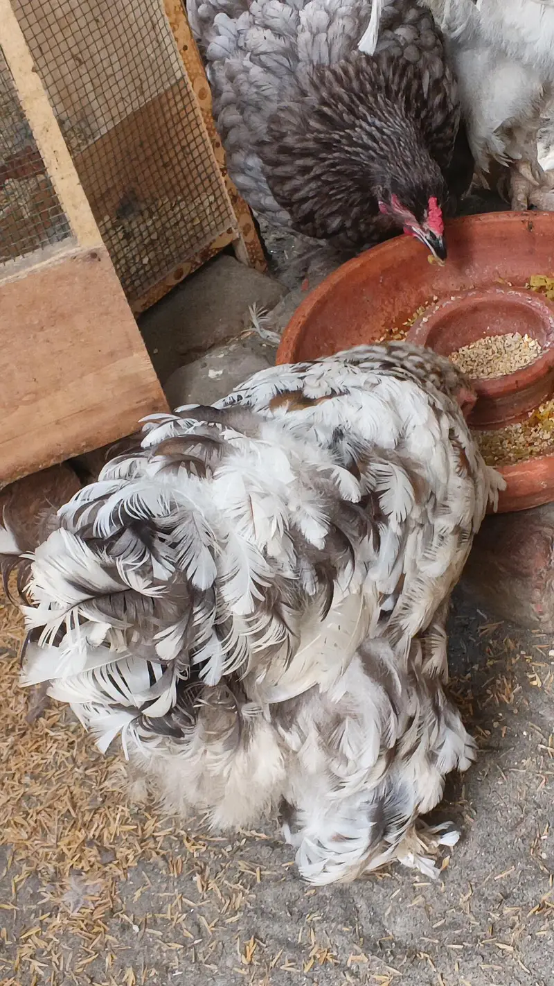 black silkie pair — photo 6