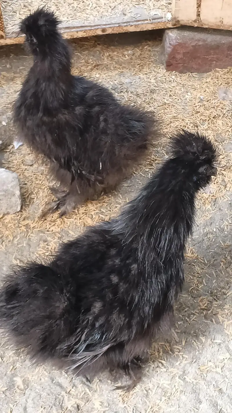 black silkie pair — photo 8