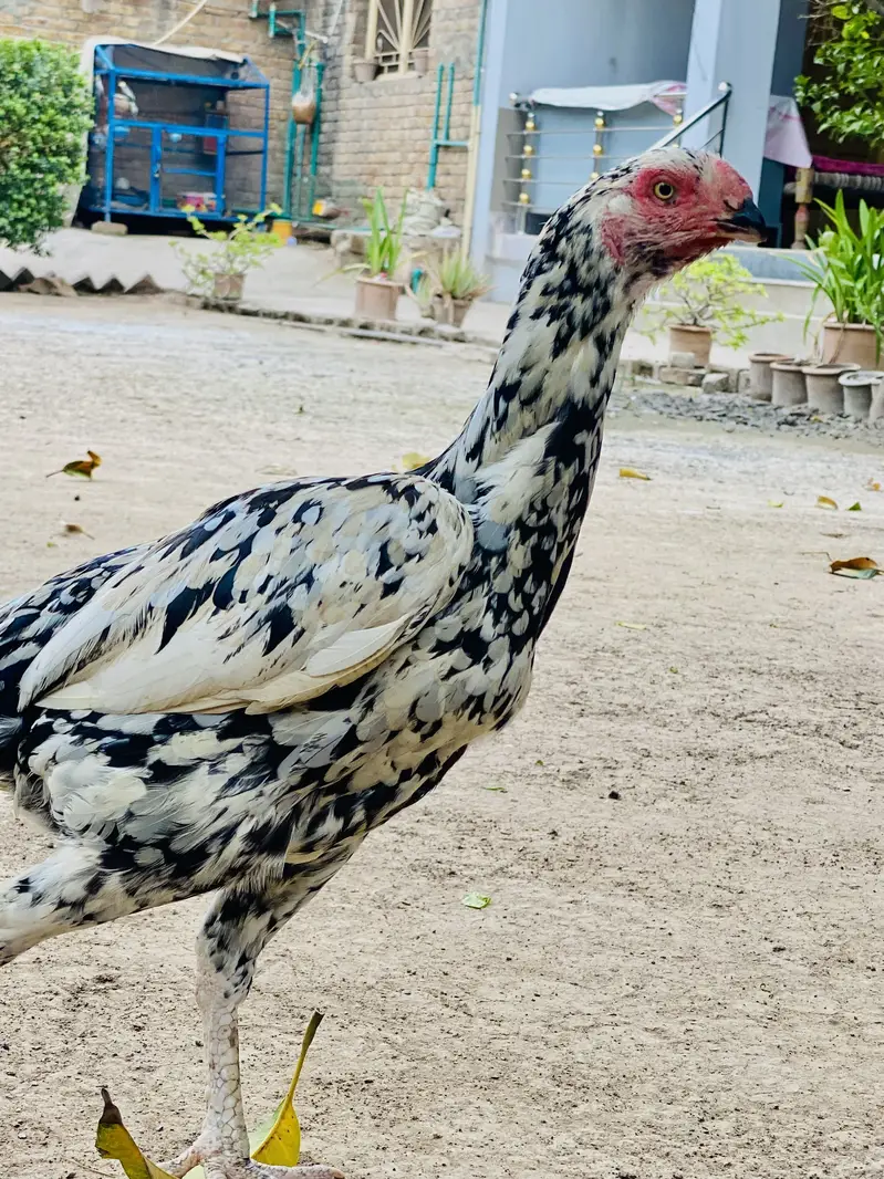 White Cheeni Maadi laying eggs now — photo 2