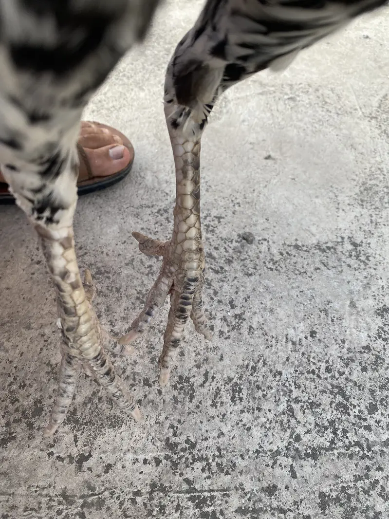White Cheeni Maadi laying eggs now — photo 4