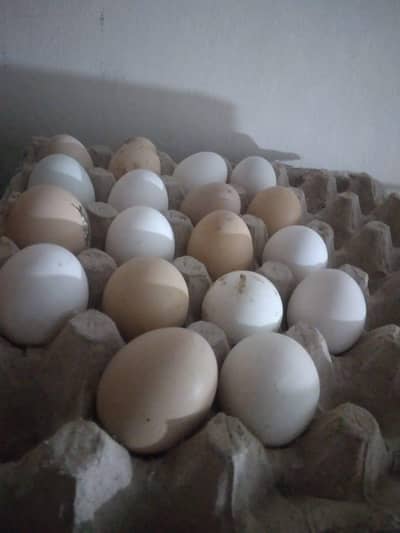 aseel eggs