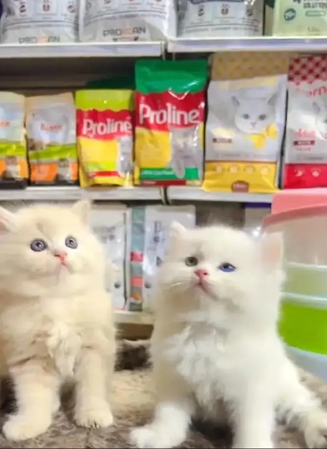 Person Female kitten for sale Whatsapp Number 0370//3659//941 — photo 2