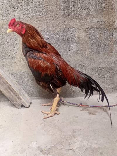 for sale