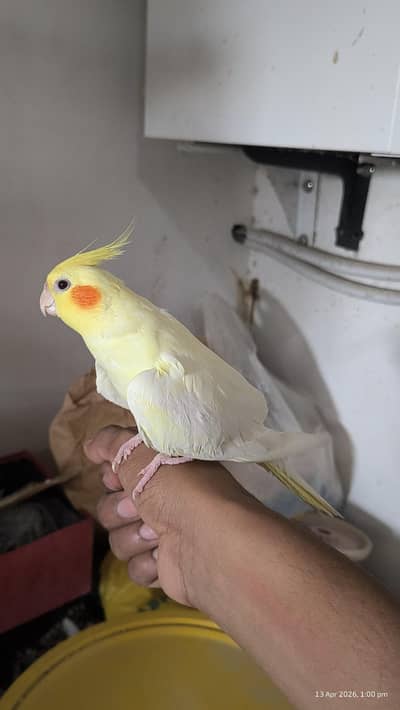 cream cockatiel pathe 5-6 month age