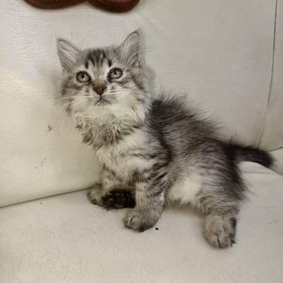 Persian cat