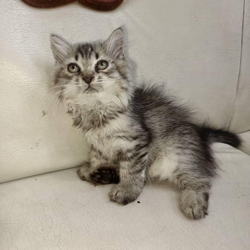 Persian cat 0