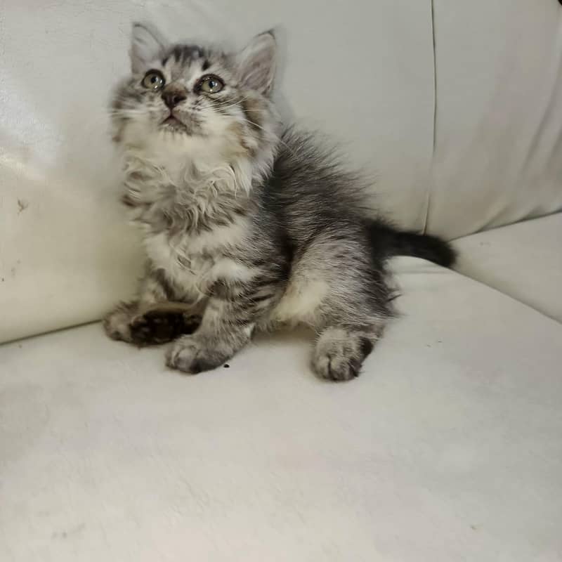 Persian cat 1