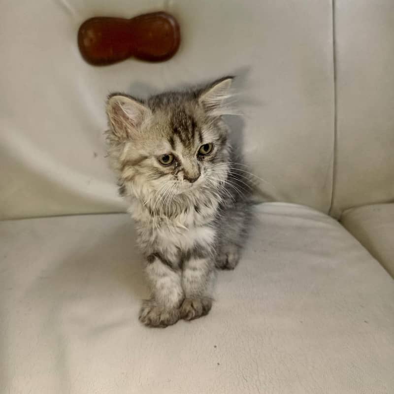 Persian cat 2